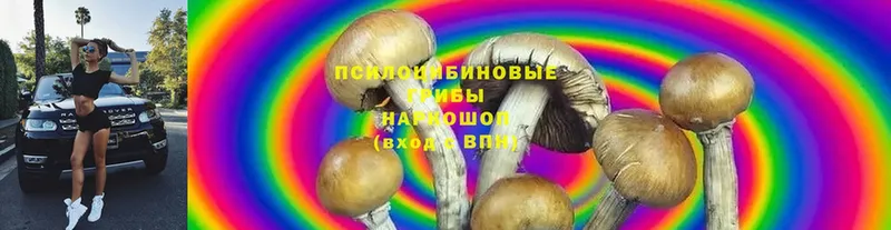 Галлюциногенные грибы MAGIC MUSHROOMS  сайты даркнета состав  Катайск  купить  